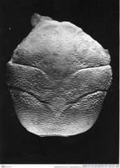 Historisches Foto von ? Goniodromites sp. (NHMW-AFW-GEO-BACHMAYER-FOTO-1990-0041-2988)